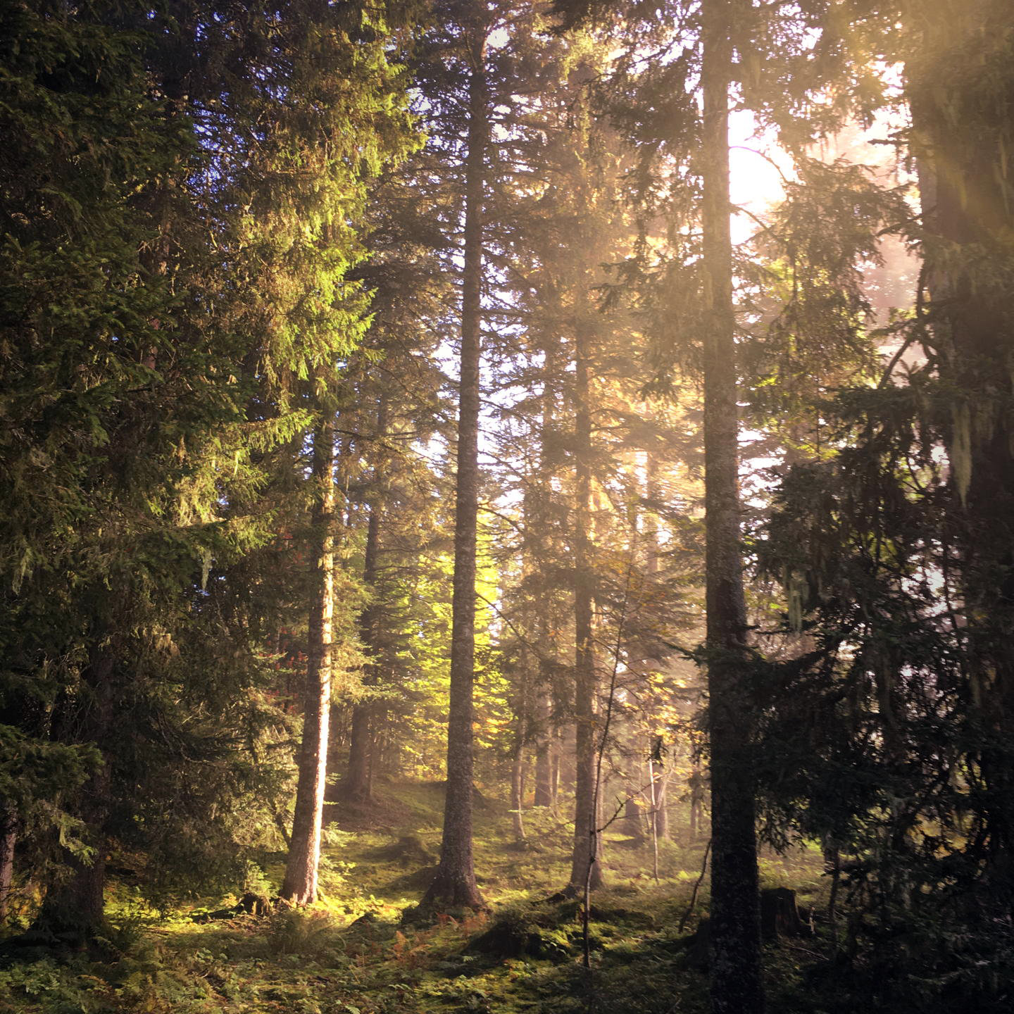 Aube ensoleillée dans une forêt de conifères dans les Alpes